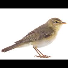 Attēlu rezultāti vaicājumam “Phylloscopus trochilus”