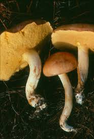 Attēlu rezultāti vaicājumam “Suillus granulatus”