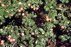 Attēlu rezultāti vaicājumam “Arctostaphylos uva-ursi fruit”