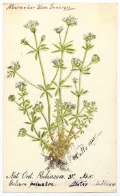 Attēlu rezultāti vaicājumam “Galium palustre”