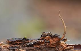 Attēlu rezultāti vaicājumam “Cordyceps stylophora”