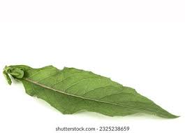 Attēlu rezultāti vaicājumam “Oenothera biennis leaf”