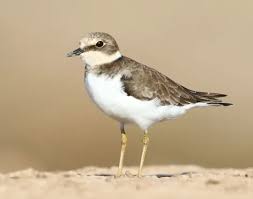 Attēlu rezultāti vaicājumam “Charadrius dubius adult”