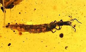 Attēlu rezultāti vaicājumam “Raphidioptera larva”