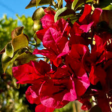 Image result for bougainvillea