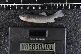 Image result for Salmo pellegrini