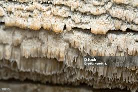 Attēlu rezultāti vaicājumam “Antrodia”