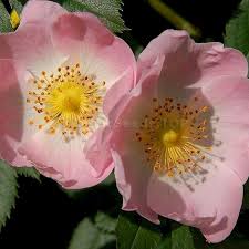 Image result for Rosa canina