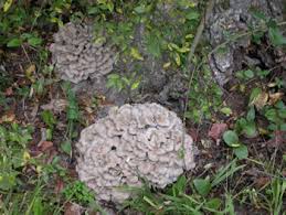 Attēlu rezultāti vaicājumam “Grifola frondosa”