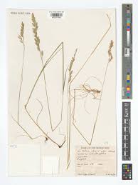 Attēlu rezultāti vaicājumam “Festuca rubra subsp. rubra fruit”