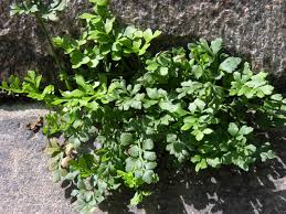 Attēlu rezultāti vaicājumam “Asplenium ruta-muraria”