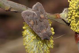 Attēlu rezultāti vaicājumam “Lithophane furcifera”