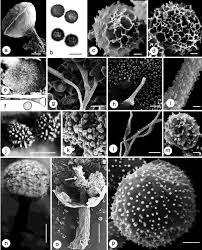 Attēlu rezultāti vaicājumam “Didymium annulisporum spores”