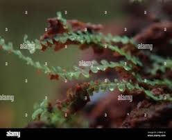 Attēlu rezultāti vaicājumam “Calypogeia”