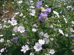 Attēlu rezultāti vaicājumam “Geranium pyrenaicum flower”