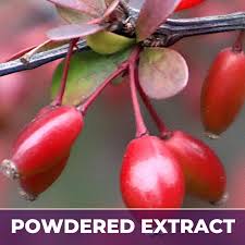 Attēlu rezultāti vaicājumam “Berberis vulgaris”