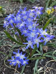 Attēlu rezultāti vaicājumam “Scilla luciliae”