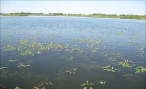 Attēlu rezultāti vaicājumam “Polygonum amphibium”