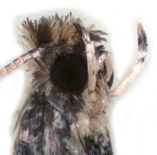 Attēlu rezultāti vaicājumam “Parornix anglicella”