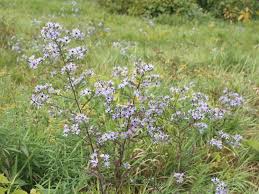 Attēlu rezultāti vaicājumam “Symphytocarpus sp.”