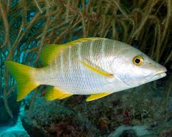 Image result for Lutjanus apodus