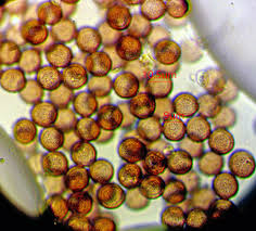 Attēlu rezultāti vaicājumam “Craterium minutum cf. var. brunneum macro”