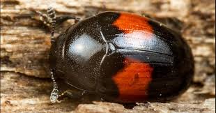 Attēlu rezultāti vaicājumam “Rhynchaenus lonicerae”