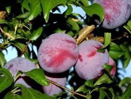 Attēlu rezultāti vaicājumam “Rosa subcanina fruit”