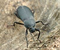 Attēlu rezultāti vaicājumam “Blaps mortisaga”