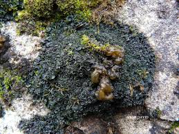 Attēlu rezultāti vaicājumam “Nostoc commune cells”