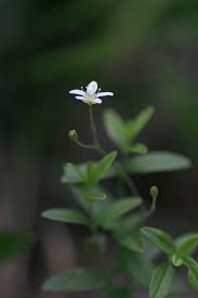 Attēlu rezultāti vaicājumam “Moehringia lateriflora flower”