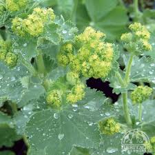 Image result for Alchemilla mollis