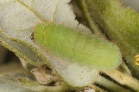Attēlu rezultāti vaicājumam “Satyrium ilicis underside”