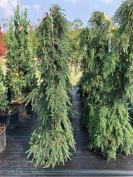 Attēlu rezultāti vaicājumam “Tsuga canadensis”