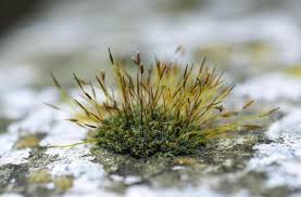 Attēlu rezultāti vaicājumam “Ceratodon purpureus sporophyte”