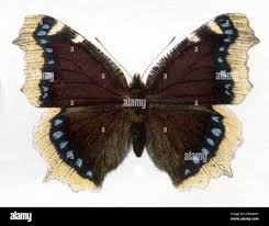 Attēlu rezultāti vaicājumam “Nymphalis antiopa upperside”