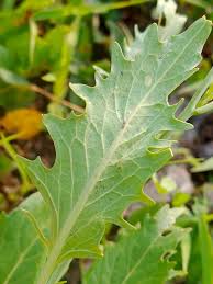 Attēlu rezultāti vaicājumam “Sisymbrium volgense leaf”