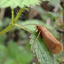 Attēlu rezultāti vaicājumam “Oecetis ochracea”