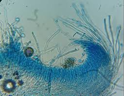 Attēlu rezultāti vaicājumam “Lachnella alboviolascens”