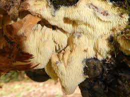 Attēlu rezultāti vaicājumam “Sarcodontia crocea”