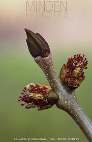 Attēlu rezultāti vaicājumam “Fraxinus excelsior bud”