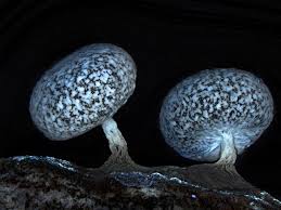 Attēlu rezultāti vaicājumam “Physarum leucophaeum stalked”