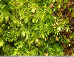 Attēlu rezultāti vaicājumam “Pseudotaxiphyllum elegans”