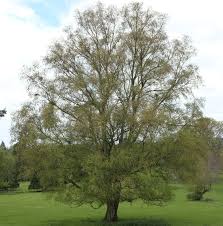 Attēlu rezultāti vaicājumam “Betula pubescens”