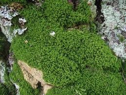 Attēlu rezultāti vaicājumam “Dicranum montanum”