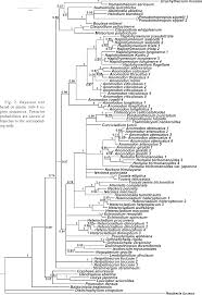 Attēlu rezultāti vaicājumam “Anomodon attenuatus sporophyte”