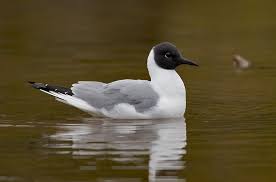 Image result for Chroicocephalus philadelphia