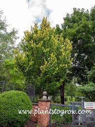 Attēlu rezultāti vaicājumam “Ulmus x hollandica”