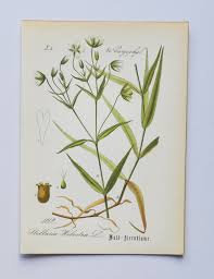 Attēlu rezultāti vaicājumam “Stellaria holostea”