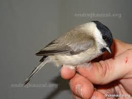 Attēlu rezultāti vaicājumam “Poecile palustris”